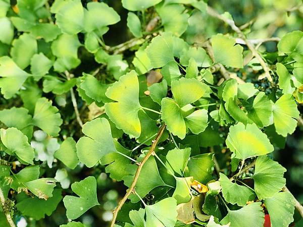 季節限定-深山夢幻的金色花園(銀杏)