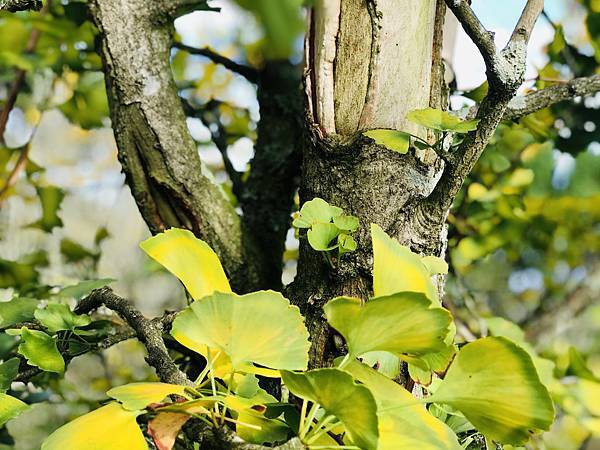 季節限定-深山夢幻的金色花園(銀杏)