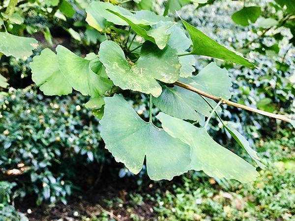 季節限定-深山夢幻的金色花園(銀杏)