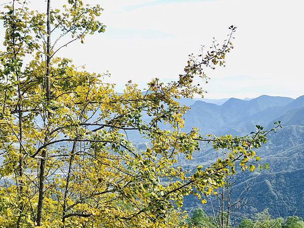 季節限定-深山夢幻的金色花園(銀杏)