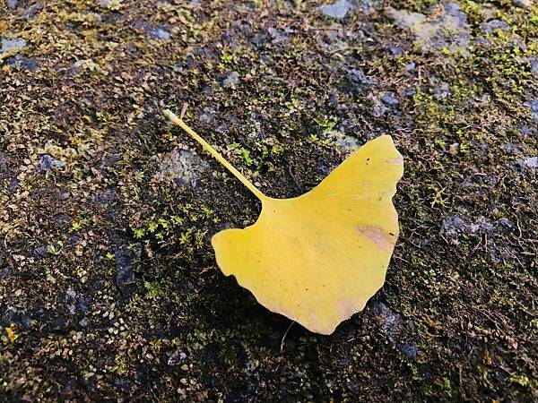 季節限定-深山夢幻的金色花園(銀杏)