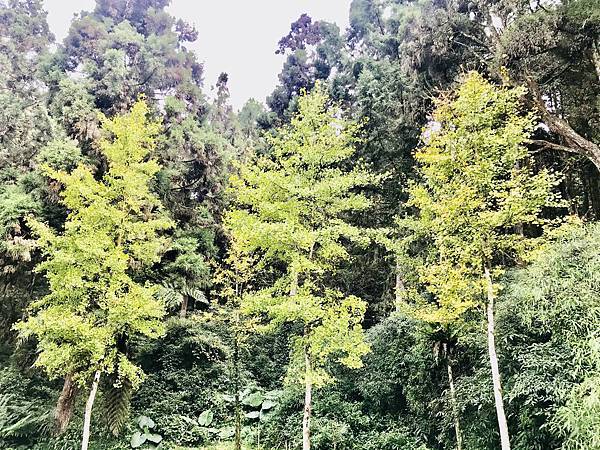 季節限定-深山夢幻的金色花園(銀杏)