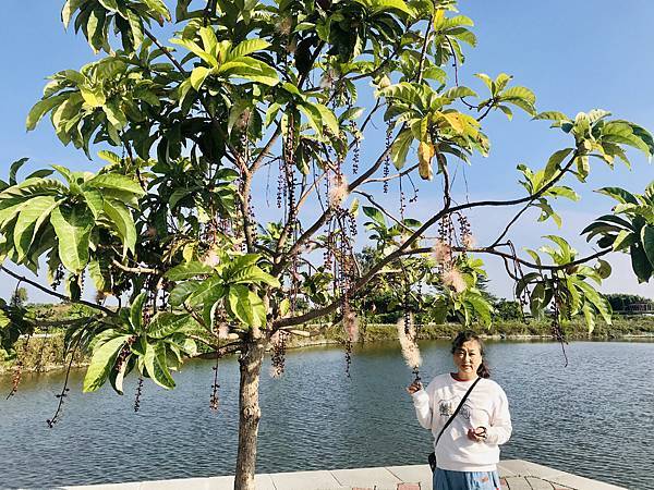 跟著國小課本遠足趣-台江國家公園( 4上自然 - 濱海生物 