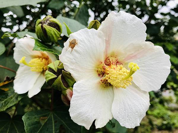 新竹市安親班-自然探索-山芙蓉