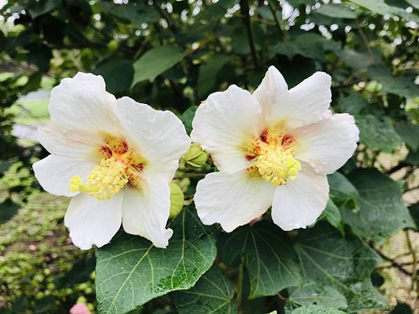 新竹市安親班-自然探索-山芙蓉