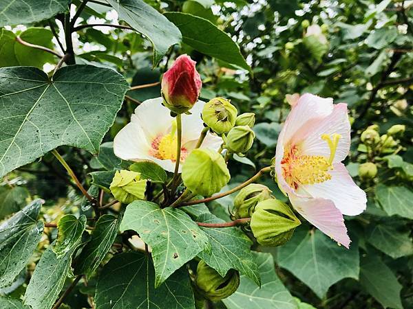 新竹市安親班-自然探索-山芙蓉