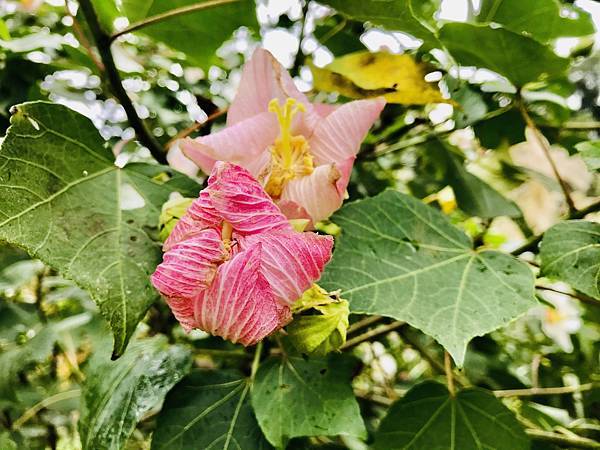 新竹市安親班-自然探索-山芙蓉