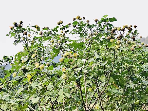 新竹市安親班-自然探索-山芙蓉