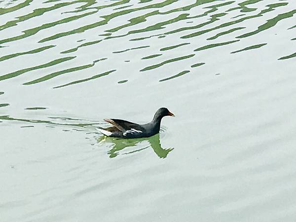 探索台灣生態環境和生物種類(6下自然)