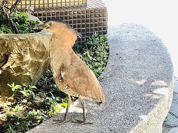 自然探索-大笨鳥黑冠麻鷺觀察記錄