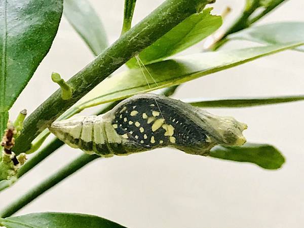 佑孳後花園-鳳蝶觀察記錄(四下自然)