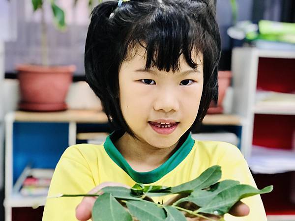 佑孳後花園-鳳蝶觀察記錄(四下自然)