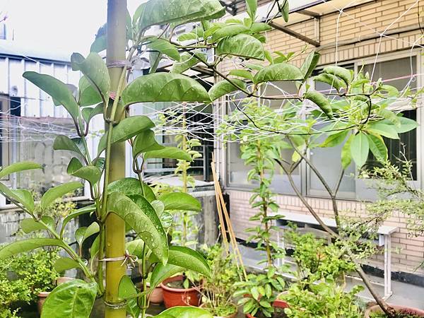 佑孳後花園-爬森藤與大白斑蝶(四下自然)