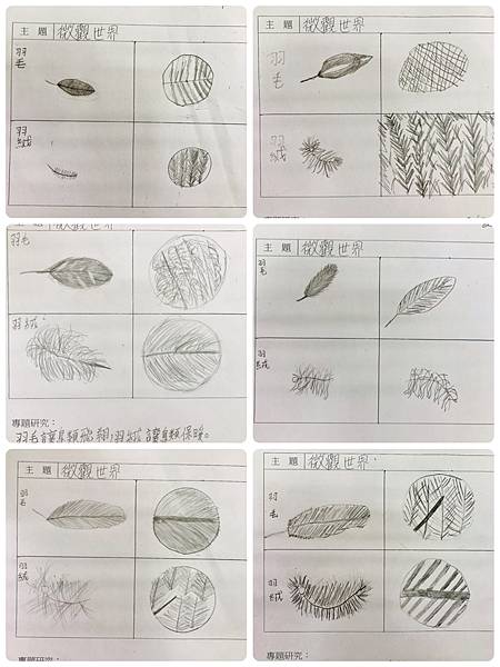 佑孳仿生教學-向鳥兒學飛翔