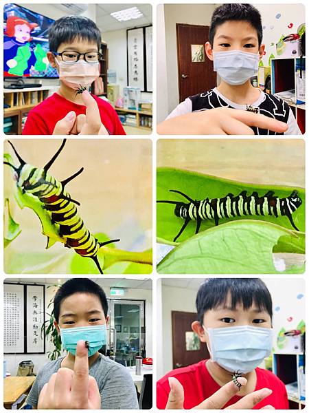 新竹市安親班-佑孳學苑昆蟲小教室(4下自然)