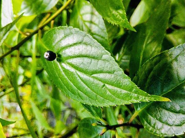 新竹市安親班-植物生態的研討與實作(5下自然)