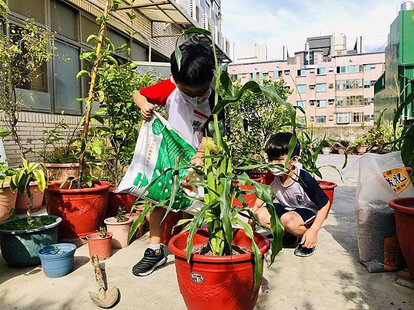 新竹市安親班-自然探索 : 栽種秋玉米