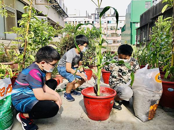 新竹市安親班-自然探索 : 栽種秋玉米