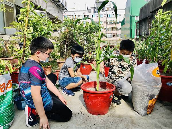 新竹市安親班-自然探索 : 栽種秋玉米