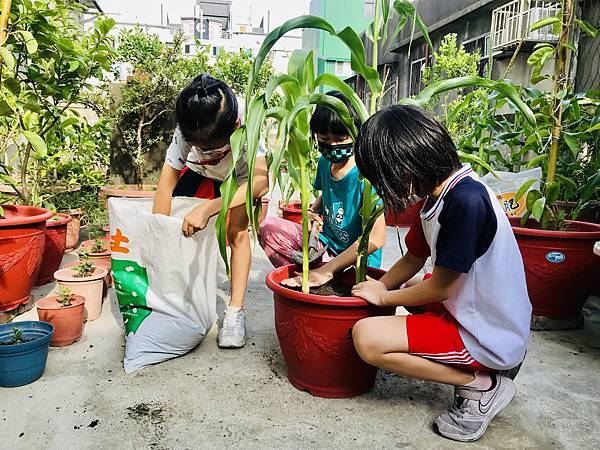 新竹市安親班-自然探索 : 栽種秋玉米