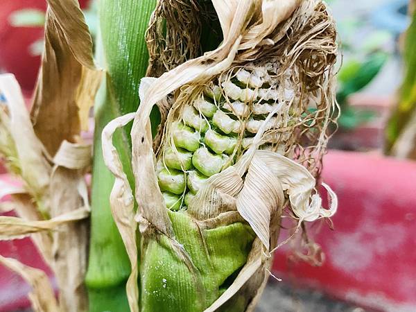 新竹市安親班-自然探索 : 栽種秋玉米