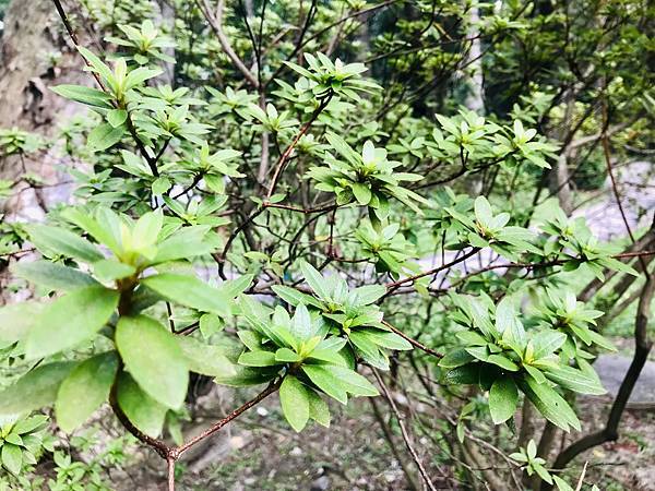 探索台灣生態環境和生物種類(6下自然)