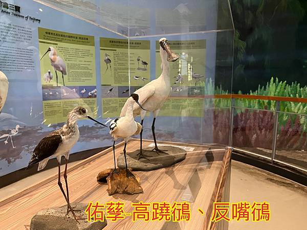 跟著國小課本遠足趣-台江國家公園( 4上自然 - 濱海生物 