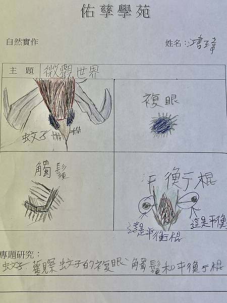 新竹市安親班-微觀世界 : 仿生教學