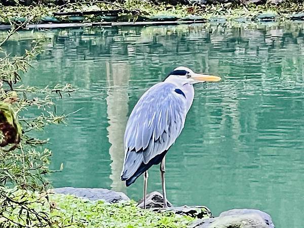 探索台灣生態環境和生物種類(6下自然)