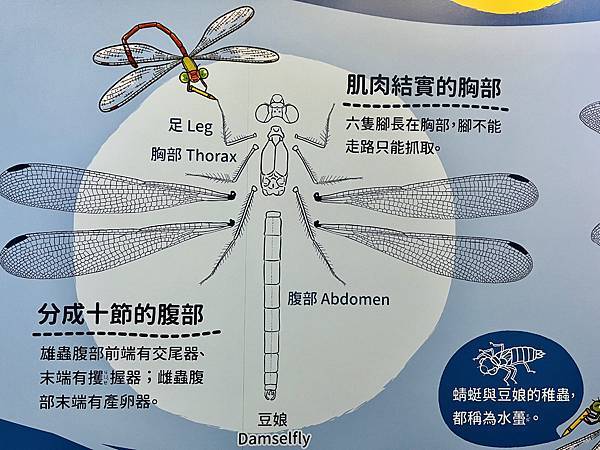 新竹市安親班-自然探索蜻蜓與豆娘(蜻蛉目)