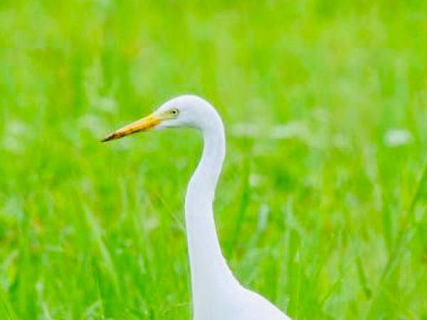 探索台灣生態環境和生物種類(6下自然)