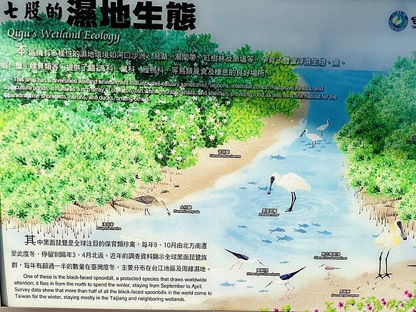 跟著國小課本遠足趣-台江國家公園( 4上自然 - 濱海生物 