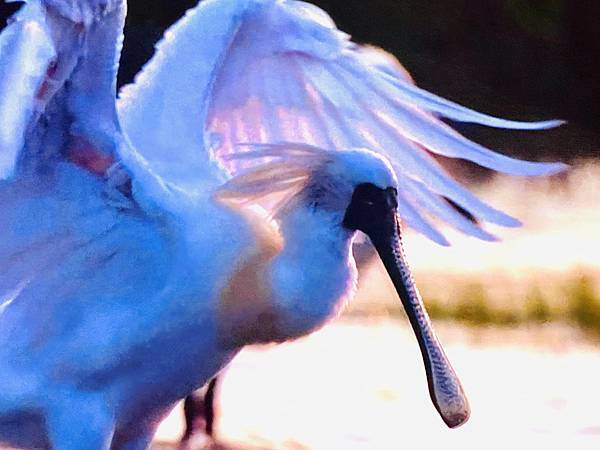 探索台灣生態環境和生物種類(6下自然)