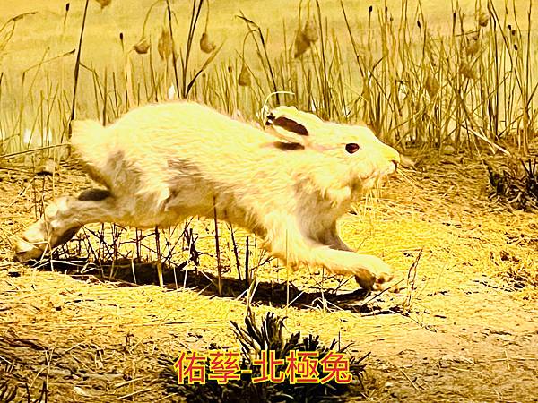 探索台灣生態環境和生物種類(6下自然)