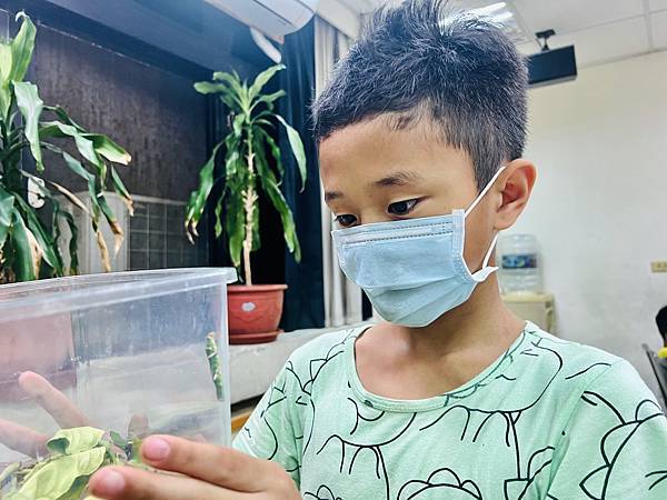 佑孳後花園-鳳蝶觀察記錄(四下自然)