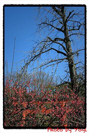 2011.02.26下鴨神社14.JPG 2011.02.26下鴨神社14.JPG