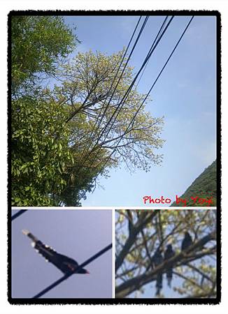 2012.04.11臺灣藍鵲 2012.04.11臺灣藍鵲