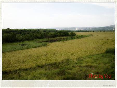 2012.08.07關渡平原一景 2012.08.07關渡平原一景