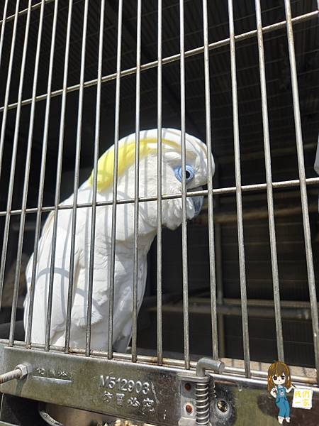 桃園龍潭 魔法學院藏身龍潭?客家風味 x 哈利波特風餐廳「