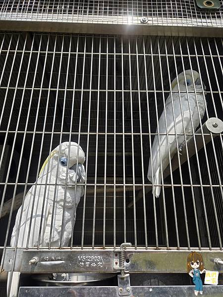 桃園龍潭 魔法學院藏身龍潭?客家風味 x 哈利波特風餐廳「