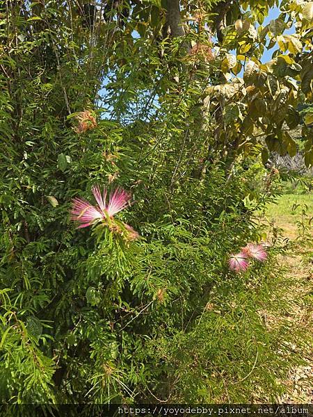 桃園大溪 手作青醬香、木作節奏響:大溪內柵的一日慢旅行 桃園大溪 手作青醬香、木作節奏響:大溪內柵的一日慢旅行