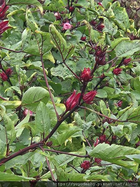 桃園大溪 手作青醬香、木作節奏響:大溪內柵的一日慢旅行 桃園大溪 手作青醬香、木作節奏響:大溪內柵的一日慢旅行