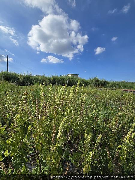 桃園大溪 手作青醬香、木作節奏響:大溪內柵的一日慢旅行 桃園大溪 手作青醬香、木作節奏響:大溪內柵的一日慢旅行