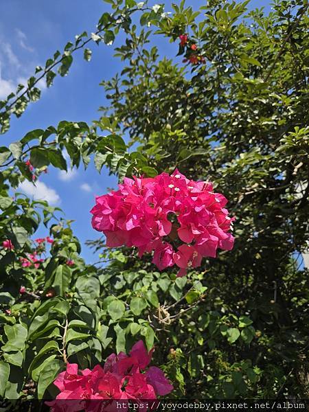 桃園大溪 手作青醬香、木作節奏響:大溪內柵的一日慢旅行 桃園大溪 手作青醬香、木作節奏響:大溪內柵的一日慢旅行