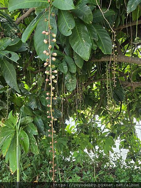 桃園大溪 手作青醬香、木作節奏響:大溪內柵的一日慢旅行