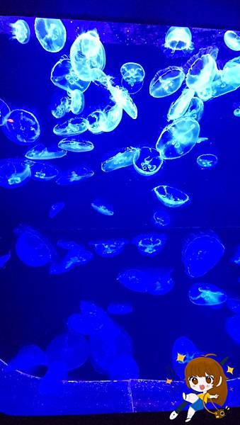 沖繩 Day 2不自駕也能一路玩北部!美麗海水族館、古宇利