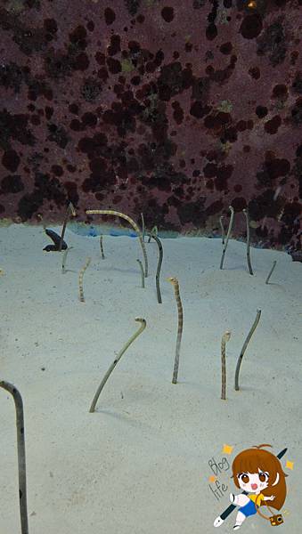 沖繩 Day 2不自駕也能一路玩北部!美麗海水族館、古宇利