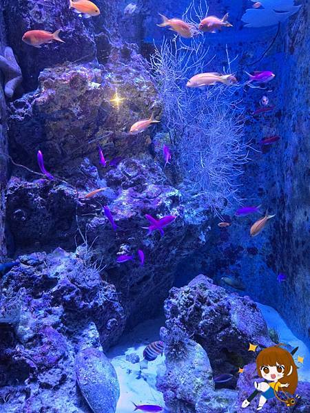 沖繩 Day 2不自駕也能一路玩北部!美麗海水族館、古宇利