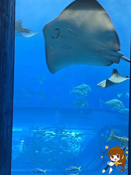 沖繩 Day 2不自駕也能一路玩北部!美麗海水族館、古宇利 沖繩 Day 2不自駕也能一路玩北部!美麗海水族館、古宇利