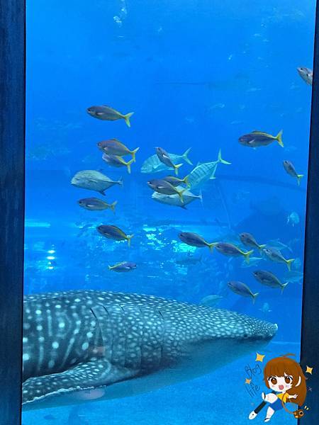 沖繩 Day 2不自駕也能一路玩北部!美麗海水族館、古宇利